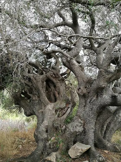 Appartamento L'Albero Magico Nella Campagna Gallurese Santa Teresa Gallura 0*,  Italie